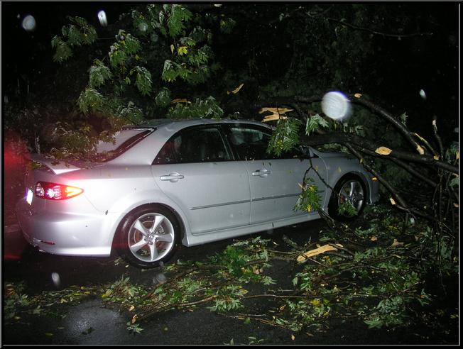 Tree on Car on Silverwood near Leverington