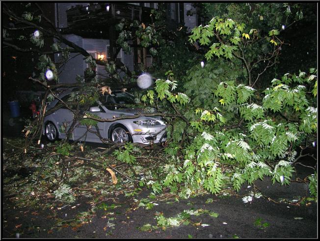 Tree on Car on Silverwood near Leverington