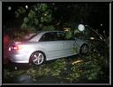 Tree on Car on Silverwood near Leverington