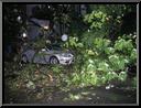 Tree on Car on Silverwood near Leverington